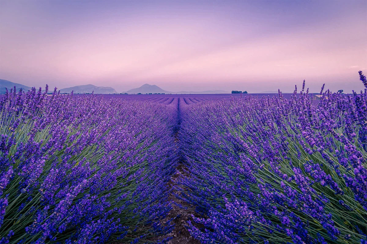 The Science of Aromatherapy: How Scents Like Lavender Calm the Mind