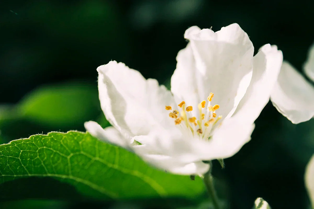 Neroli: Nature's Answer to Hormonal Balance and Relaxation